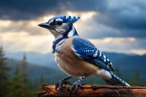Blue jay bird on a branch in the mountains photo