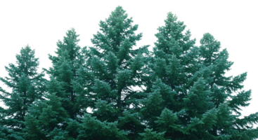 A group of evergreen trees in a field png