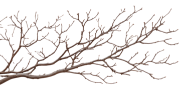 Tree branch with buds isolated on black background, cut out transparent png