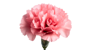 Pink carnation flower isolated on black background, close up, cut out transparent png