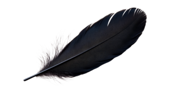 Raven feather with a complex texture and barbs, cut out transparent png