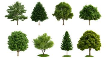 Collection of different trees, isolated for graphic design, cut out transparent png