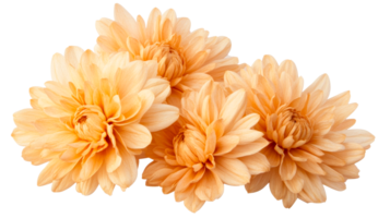 Peach dahlia flower arrangement isolated on black background, cut out transparent png