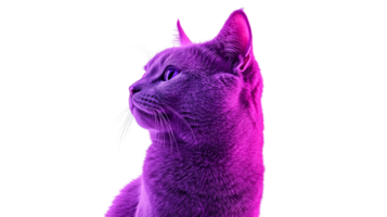 Feline portrait in neon colors, cat looking left profile, cut out transparent png