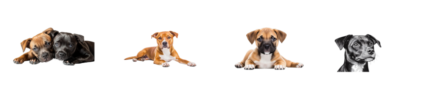Cute puppies, various breeds, lying down, looking at camera, cut out transparent png