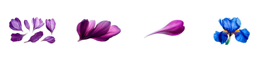 Iris and Crocus Petals Collage, Floral Elements on Black, cut out transparent png