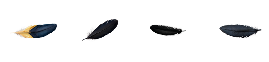 Group of Feathers in a Row on Black Background, cut out transparent png