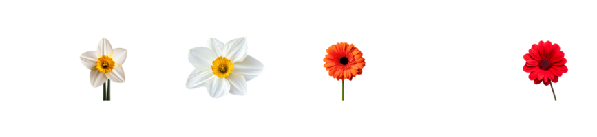 Array of white daffodils, gerbera in bold colors, cut out transparent png