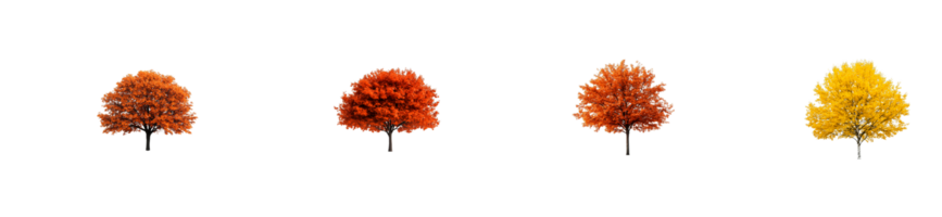 Vivid Autumnal Trees with Colorful Foliage, cut out transparent png