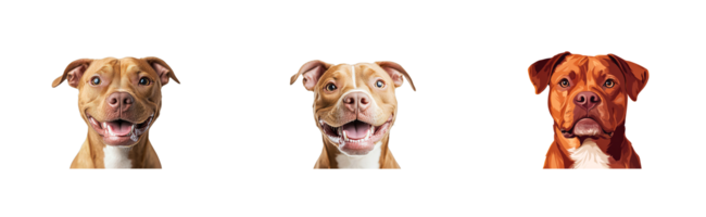 Smiling Pit Bull dogs portraits on black background, cut out transparent png