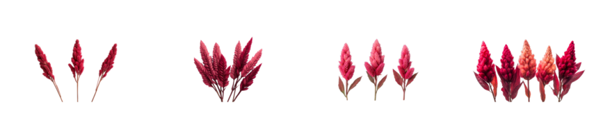 Decorative red flower clusters isolated with transparent background png