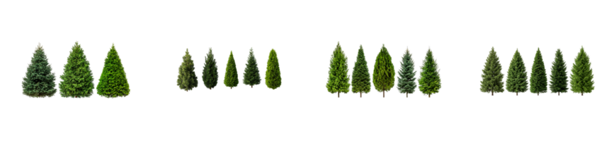 Evergreen trees in a clear layout for design use png