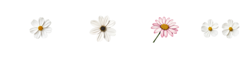 Beautiful collection of flowers on a transparent background png