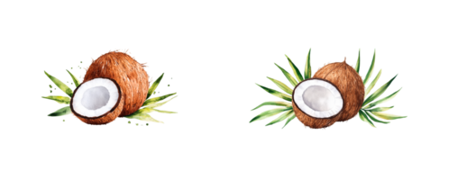 Coconuts with green palm leaves on transparent background png