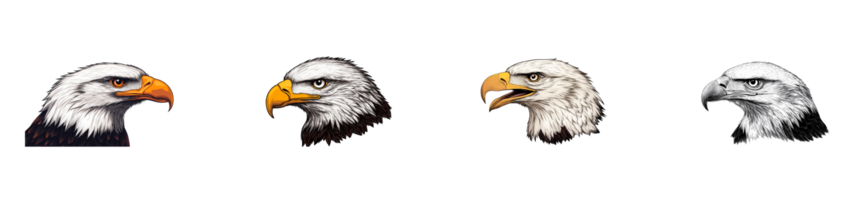Bald eagle illustration views on a transparent background png