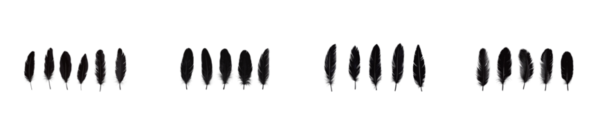 Display of black feathers arranged in a neat horizontal pattern png
