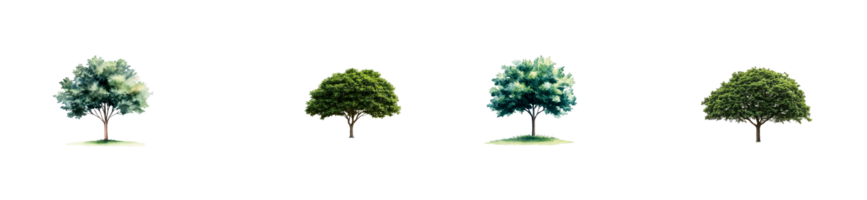 Four distinct trees with varying types of foliage stand together png