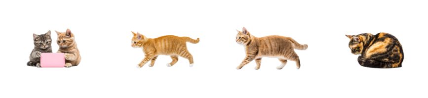 Cats exploring and interacting in various playful poses png