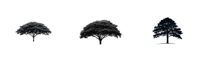 Three distinct tree silhouettes show various shapes and structures png