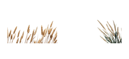 Natural grasses with a transparent background for design use png