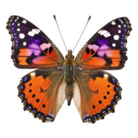 Butterfly Multicolor Wings Detail, Colorful Pattern Macro png