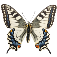 Papillion Machaon butterfly featuring intricate wing patterns and vibrant coloration png
