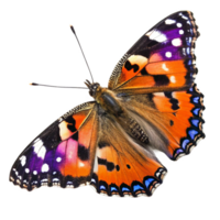 Colorful Vanessa cardui butterfly, wings spread open closeup view png