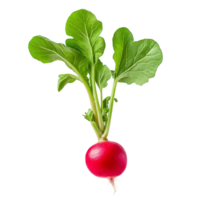 Fresh half small garden radish with green leaves isolated on a clean transparent background ready for culinary use, Half Small garden radish isolated on transparent background png