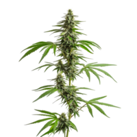 Cannabis hemp plant with vibrant leaves and buds against a transparent background in a studio setting, Cannabis hemp plant transparent background png