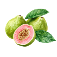 Fresh guava fruit with leaves on a bright transparent background showcasing its vibrant color and tropical appeal, Guava tropical fruit with leaf on transparent background png