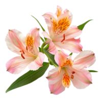 Fresh alstroemeria flowers in soft pink and transparent colors isolated on a pure transparent background, alstroemeria flowers isolated on transparent background cutout png