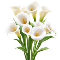 Elegant bouquet of transparent cala lilies isolated on a bright transparent backdrop, Bouquet of cala lily flowers, isolated on transparent background png