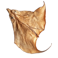 Dried stingray fish displayed against a clean transparent background for culinary or decorative purposes, Dried Stingray fish isolated on transparent background png