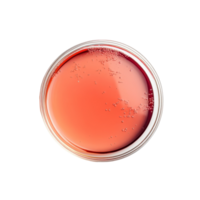Vibrant liquid resting in a petri dish on a simple transparent background showcasing experimental biology, Liquid in petri dish over transparent background flat lay png