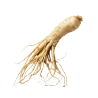 Ginseng root displayed on a transparent background showcasing its unique shape and natural texture, Ginseng on a transparent background png