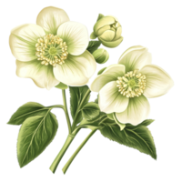Hellebore flowers clipart with delicate transparent blooms and green leaves isolated on a clean transparent background, hellebore flowers isolated on transparent background png