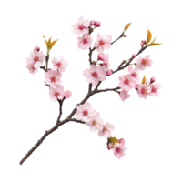 Delicate sakura tree branch adorned with pink flowers against a clean transparent background in a tranquil setting, sakura tree branch flower isolated on transparent background png