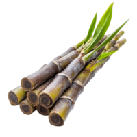 Fresh sugarcane stalks arranged beautifully on a pristine transparent background showcasing natural details and vibrant color, sugarcane on transparent background png