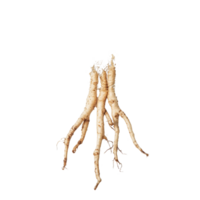 Fresh finger root submerged in clear water against a transparent background, showcasing its unique texture and roots, Finger root water on transparent background png