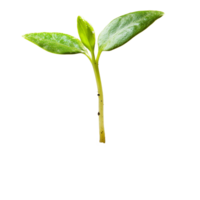 Young seedling sprouting from rich soil, showing vibrant leaves and healthy growth in isolation, young spout seedling growing out of soilisolated on transparent background png