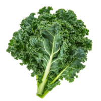 Fresh kale leaves on a clean transparent background ready to be used in healthy cooking and salads, Kale transparent background png