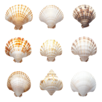 Exotic beach seashells arranged in a beautiful display on a transparent background for a stunning coastal aesthetic, Exotic Beach Seashells on transparent background png