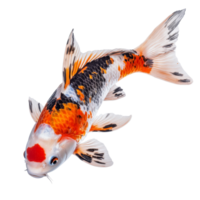 Beautiful koi fish swimming gracefully, isolated on a transparent background, showcasing vibrant colors and intricate patterns, Koi Fish, Isolated on transparent background png