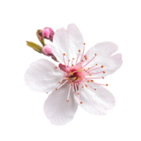 Delicate single sakura flower with soft pink center on a transparent background depicting the essence of spring beauty, of single sakura flower transparent background isolated on solid transparent png