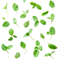 Fresh mint leaves scattered on a clean transparent background for culinary use and decoration, Mint leaves transparent background png