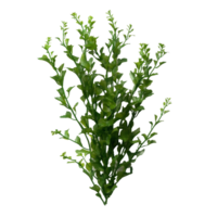 Isolated Potamogeton algae bush displaying vibrant green foliage in a botanical setting, Potamogeton green algae bush, file of isolated object with shadow on transparent background png