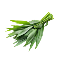 Fresh pandan leaves arranged in a bunch, isolated on a clean transparent background for culinary use and decoration, Fresh Pandan leaves isolated on transparent background png
