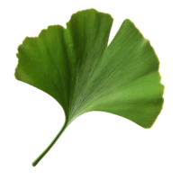 Ginkgo biloba leaf displayed on a smooth transparent background showcasing its unique fan shape and vibrant green color, Ginkgo biloba plant leaf on a transparent background png
