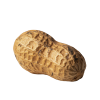 A single peanut isolated on a clean background showcasing its textured shell and organic shape, Single peanut isolated png
