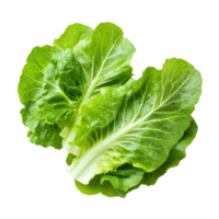 Fresh lettuce leaves arranged neatly on a transparent background ready for a healthy meal preparation or salad serving, fresh lettuce leaves on transparent background png